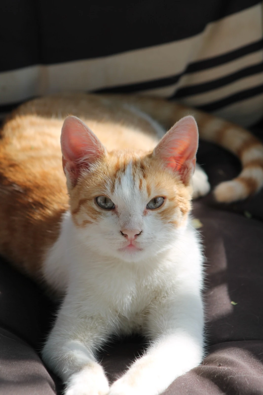 Sol